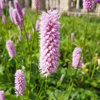Stavikrv Hadí koreň - Bistorta officinalis - semienka - 15 ks