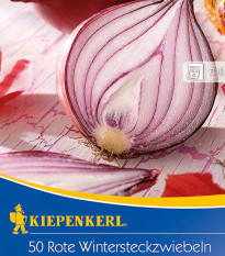 Cibuľa sadzačka červená Electric - Allium cepa - predaj cibule - 50 ks