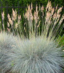 Kostrava ovčia - Festuca ovina - semienka - 50 ks