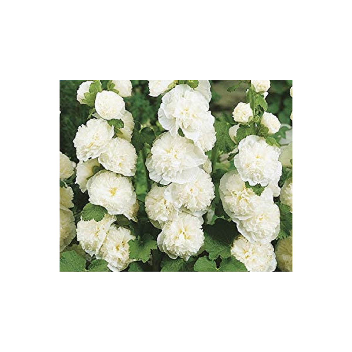 Topoľovka plnokvetá biela Chaters - Alcea rosea - predaj semien - 12 ks