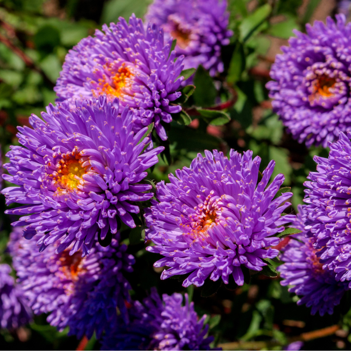Astra čínska vysoká Princess modrá - Callistephus chinensis - predaj semien - 50 ks