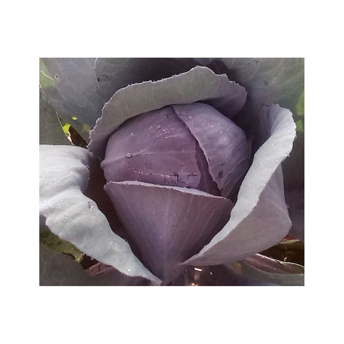 Bio Kapusta červená Granat - Brassica oleracea - predaj bio semien - 40 ks