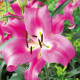 Orientálna ľalia Robina - Lilium - predaj cibuľovín - 1 ks