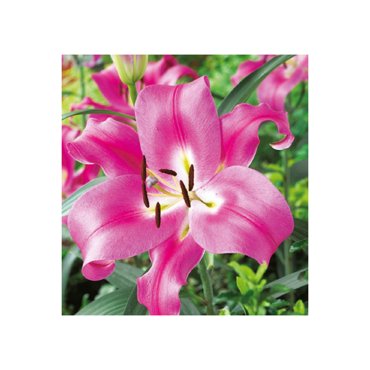 Orientálna ľalia Robina - Lilium - predaj cibuľovín - 1 ks