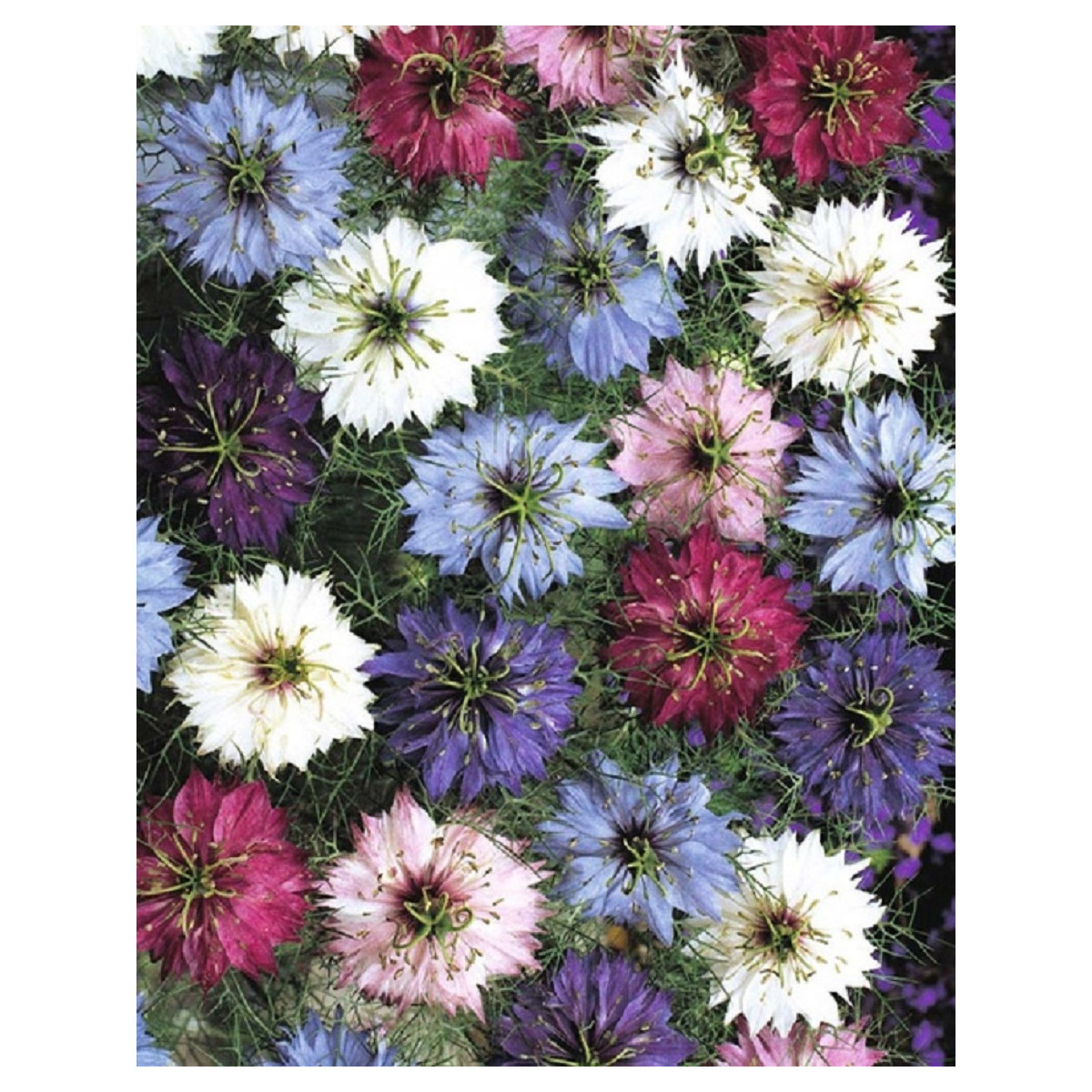 Černuška damašská -  Nigella damascena - predaj semien - 25 ks - zmes farieb