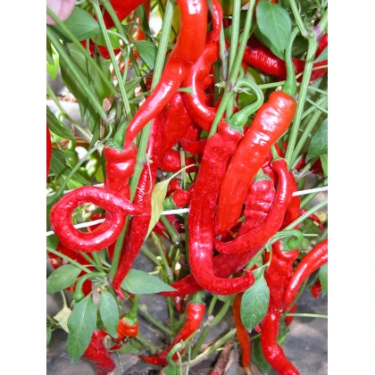 Paprika kozí roh Artist - Capsicum annuum - semená papriky - papričky - 15 ks