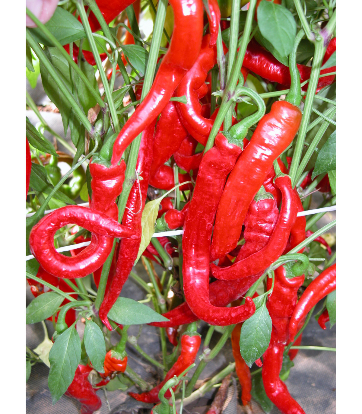 Paprika kozí roh Artist - Capsicum annuum - semená papriky - papričky - 15 ks