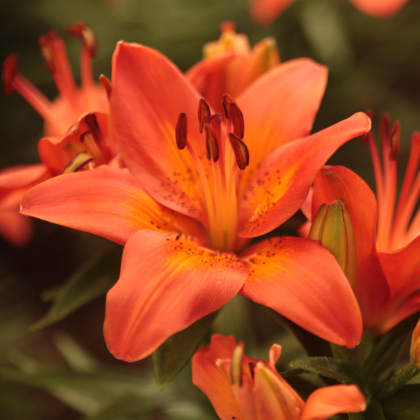 Ľalia ázijská Forever summer - Lilium - cibuľoviny - 1 ks