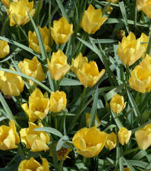 Tulipán Batalinii Bright Gem - Tulipa - predaj cibuľovín - 3 ks