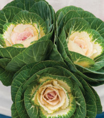 Okrasná kapusta Crane F1 biela - Brassica oleracea - semienka - 20 ks