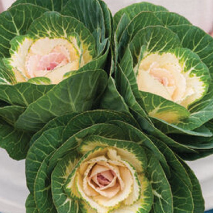 Okrasná kapusta Crane F1 biela - Brassica oleracea - semienka - 20 ks