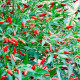Chilli Thai Hot - extra štipľavé- semená chilli - papričky - 6 ks