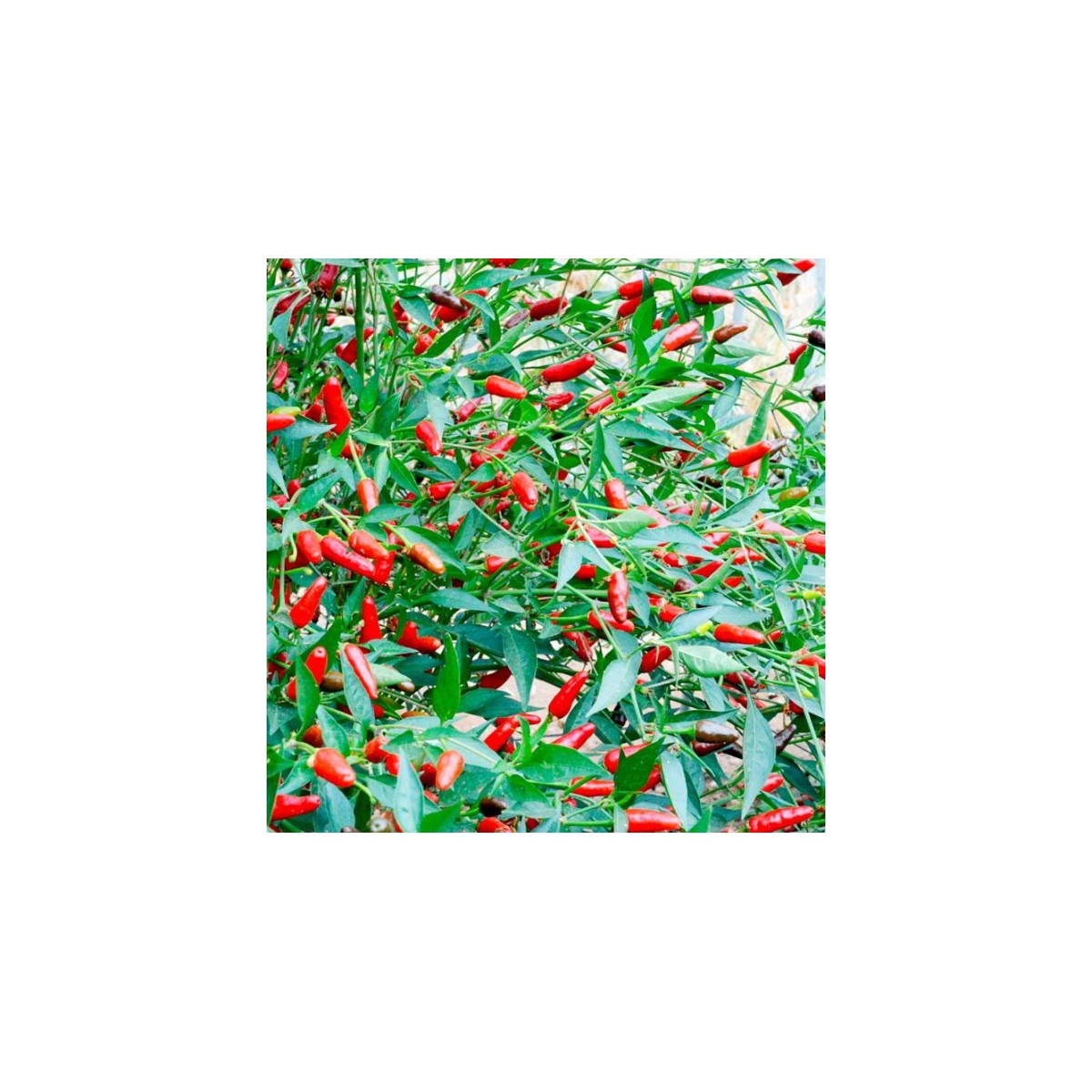 Chilli Thai Hot - extra štipľavé- semená chilli - papričky - 6 ks