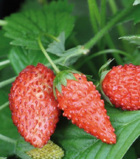 Jahoda lesná Tubby Red - Fragaria vesca - semienka - 15 ks