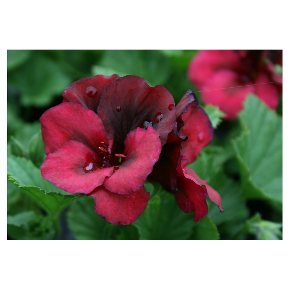 Muškát pásikavý F1 Black Velvet Violet - Pelargonium zonale - semienka - 6 ks