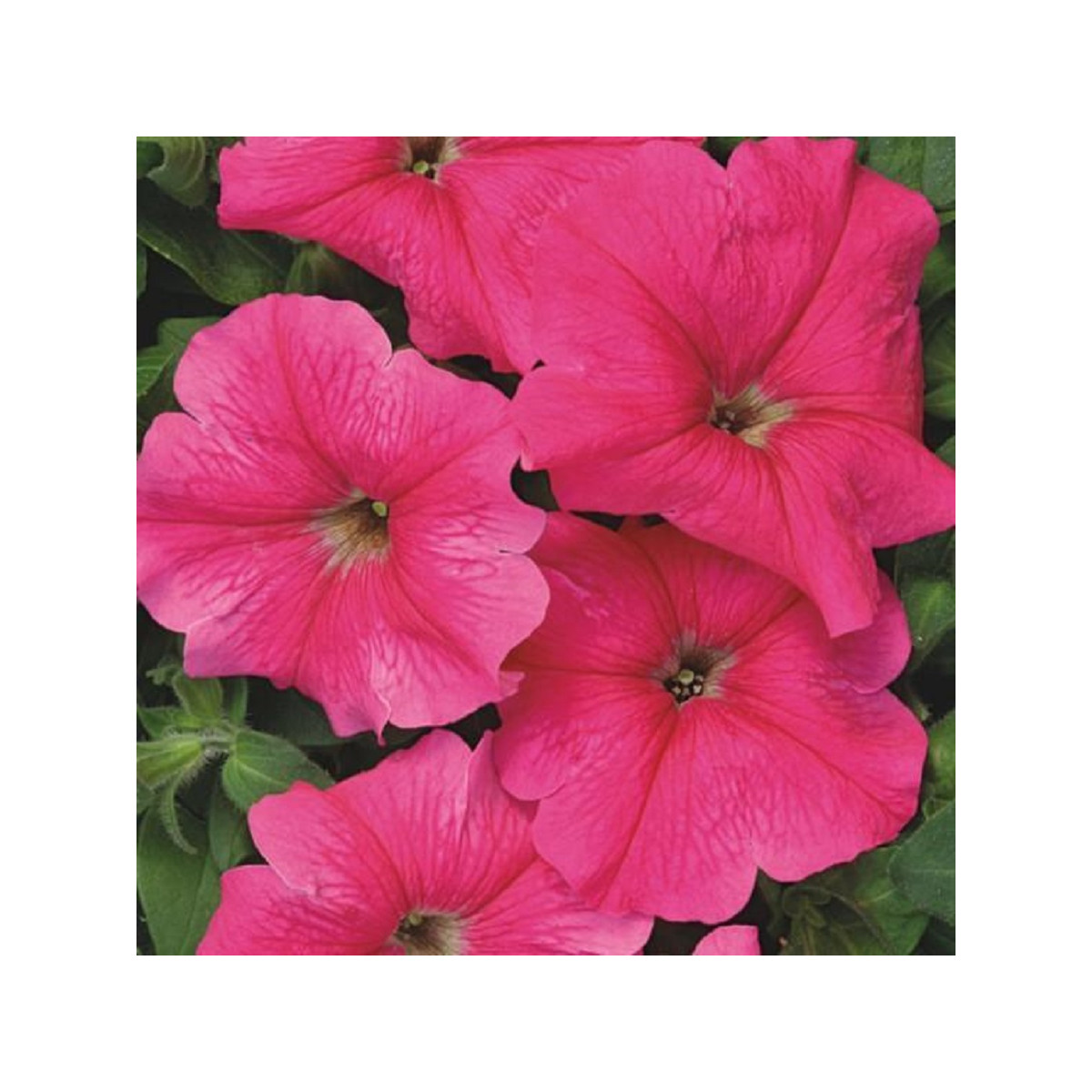 Petúnia mnohokvetá Rita F1 - Petunia hybrida - predaj semien - 30 ks