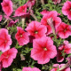 Petúnia mnohokvetá Claudia F1 - Petunia hybrida - predaj semien - 30 ks