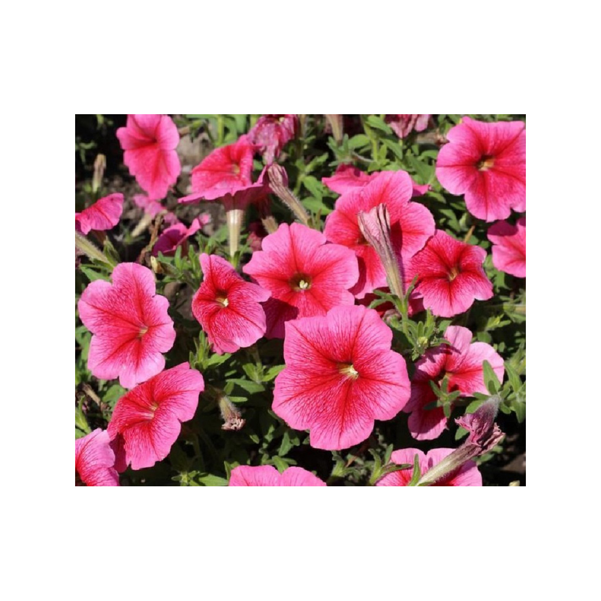 Petúnia mnohokvetá Claudia F1 - Petunia hybrida - predaj semien - 30 ks
