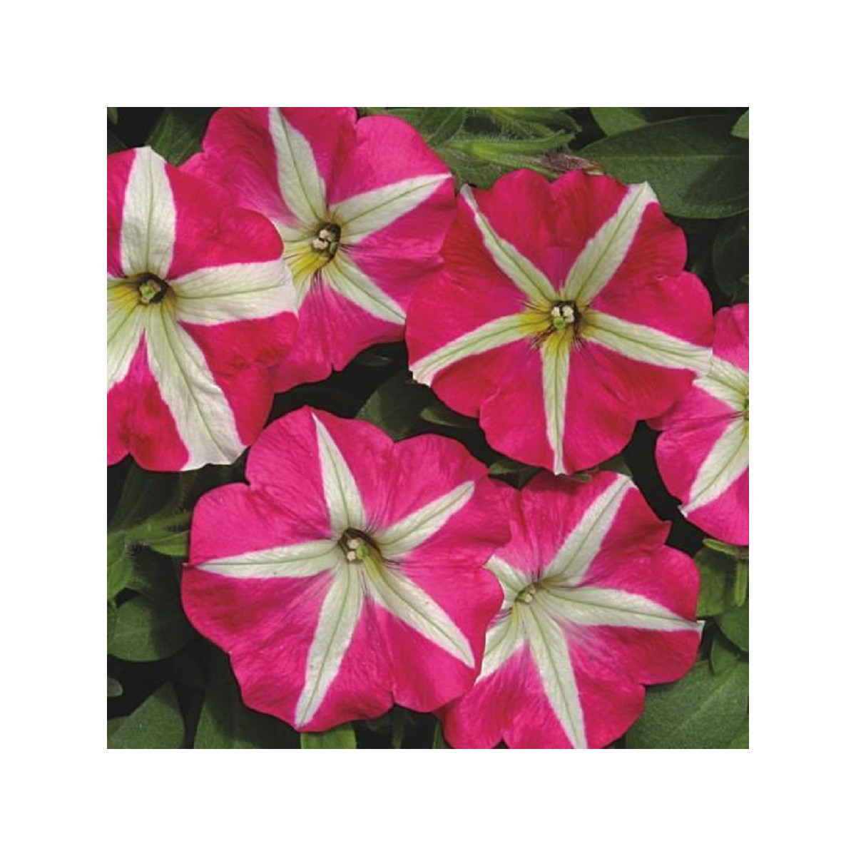 Petúnia mnohokvetá Belinda F1 - Petunia hybrida - predaj semien - 30 ks