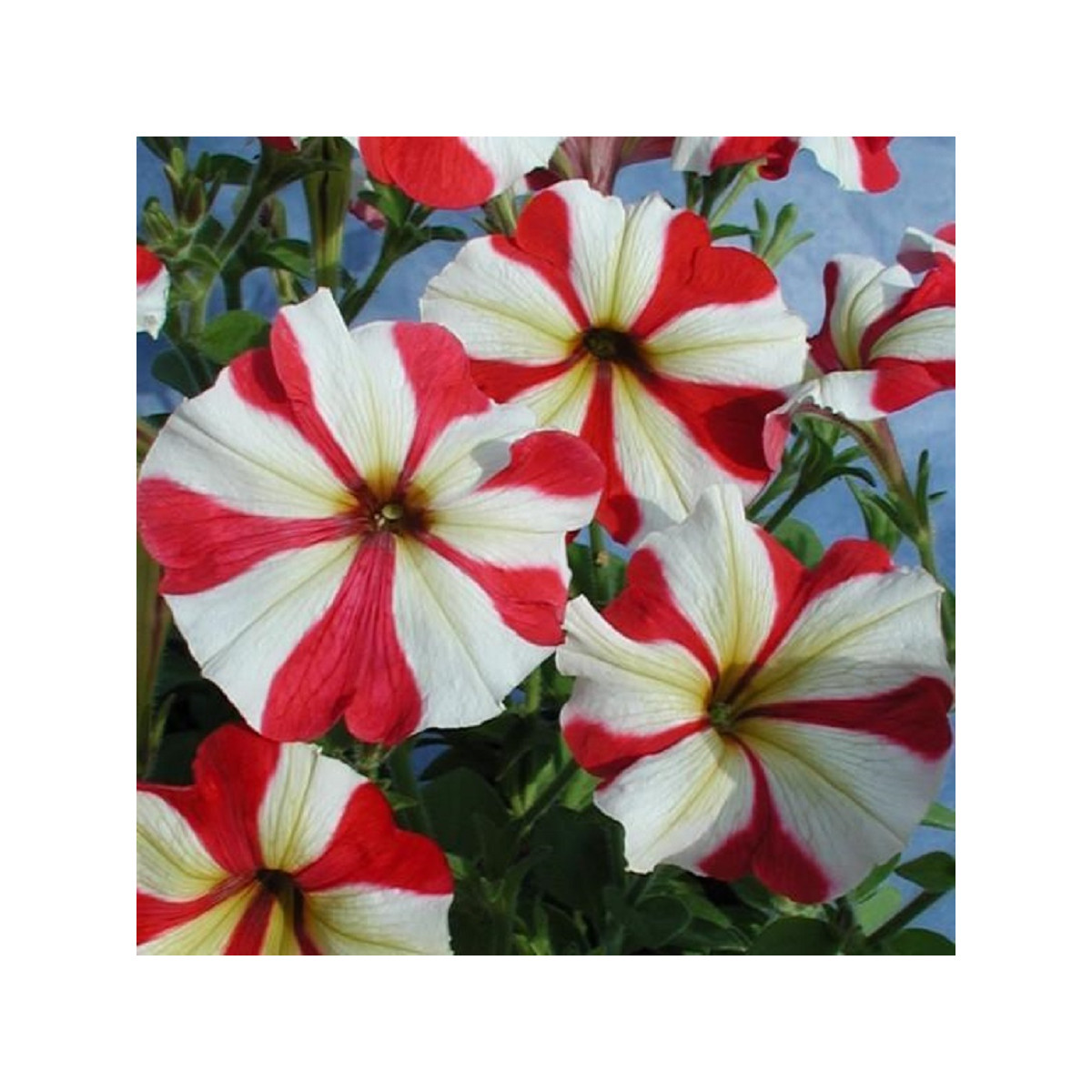 Petúnia mnohokvetá Henrietta F1 - Petunia hybrida - predaj semien - 30 ks