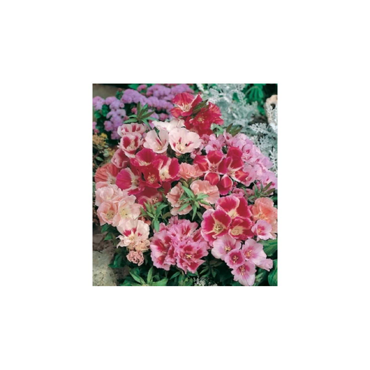 Godécia veľkokvetá zmes - Godetia amoena - predaj semien - 0,1 g