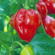 Chilli Karibské červené - semená chilli - papričky - 6 ks