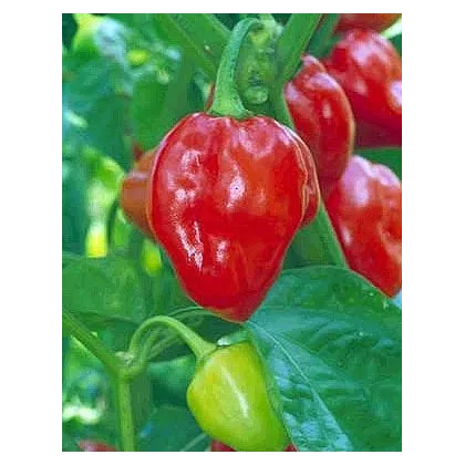 Chilli Karibské červené - semená chilli - papričky - 6 ks