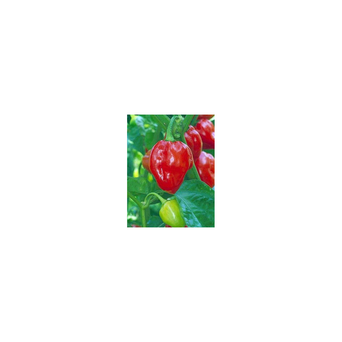 Chilli Karibské červené - semená chilli - papričky - 6 ks