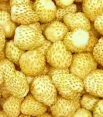 Jahoda mesačná Yellow Wonder - Fragaria vesca - semienka - 200 ks
