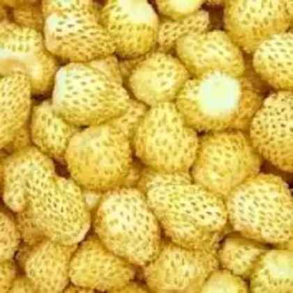 Jahoda mesačná Yellow Wonder - Fragaria vesca - semienka - 200 ks