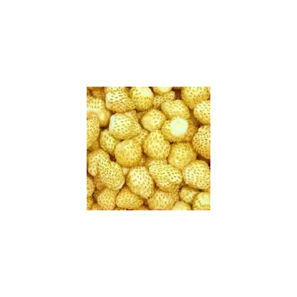 Jahoda mesačná Yellow Wonder - Fragaria vesca - semienka - 200 ks