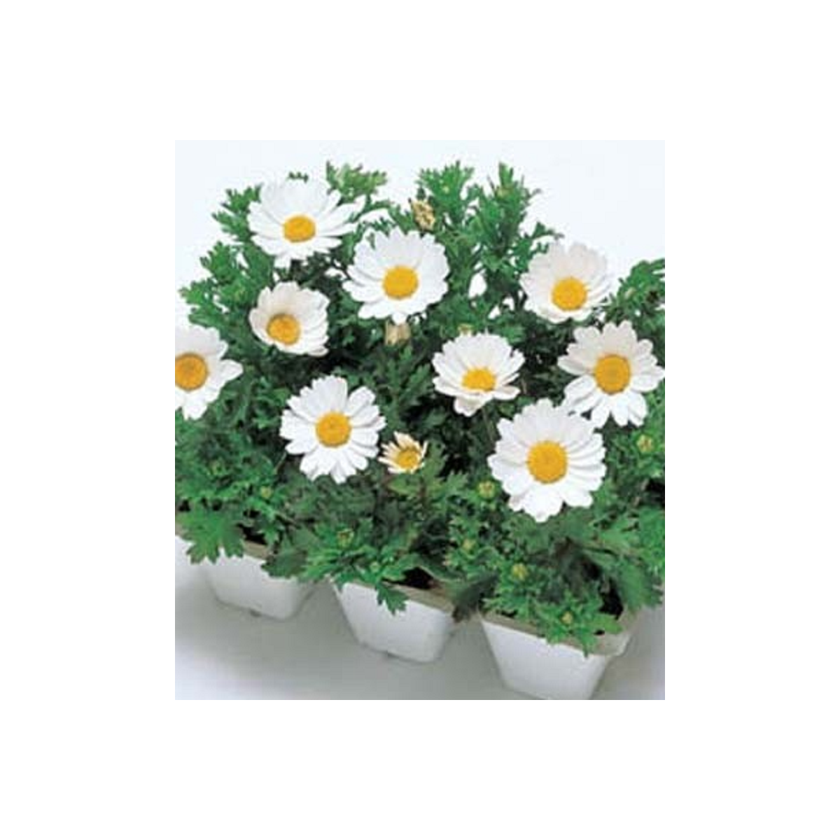 Margaréta balkónová Snowland - Chrysanthemum paludosum - predaj semien - 50 ks