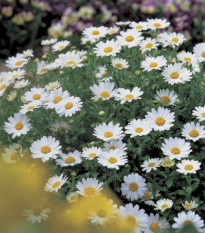 Margaréta balkónová Snowland - Chrysanthemum paludosum - predaj semien - 50 ks