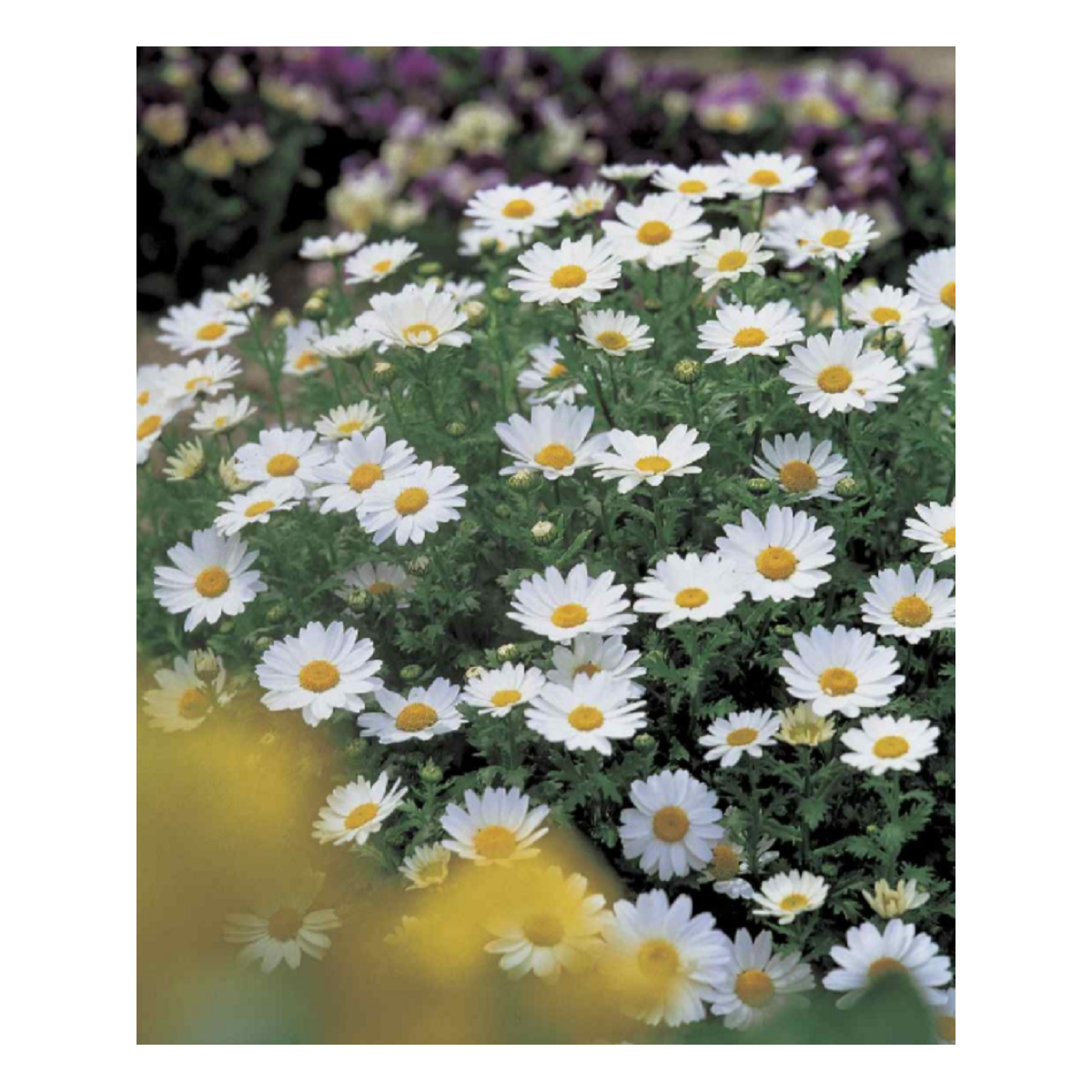 Margaréta balkónová Snowland - Chrysanthemum paludosum - predaj semien - 50 ks