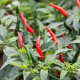 Kajenské korenie - Cayenne pepper - EXTRA dlhý -papričky - 6 ks