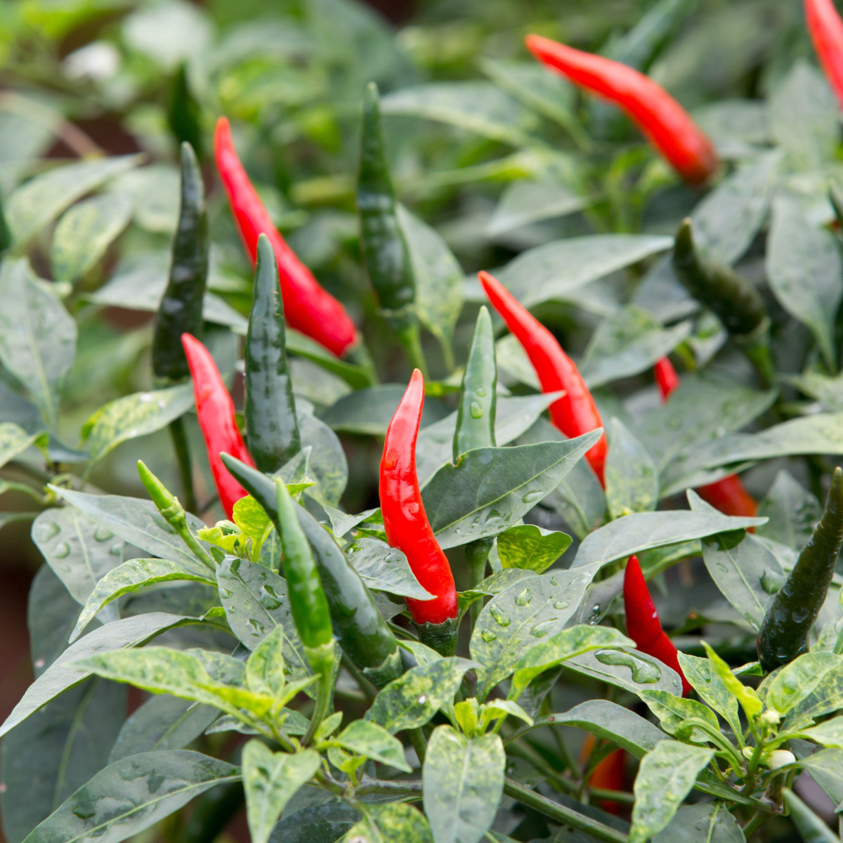 Kajenské korenie - Cayenne pepper - EXTRA dlhý -papričky - 6 ks