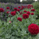 Mak Scarlet Peony - Papaver somniferum - predaj semien - 150 ks