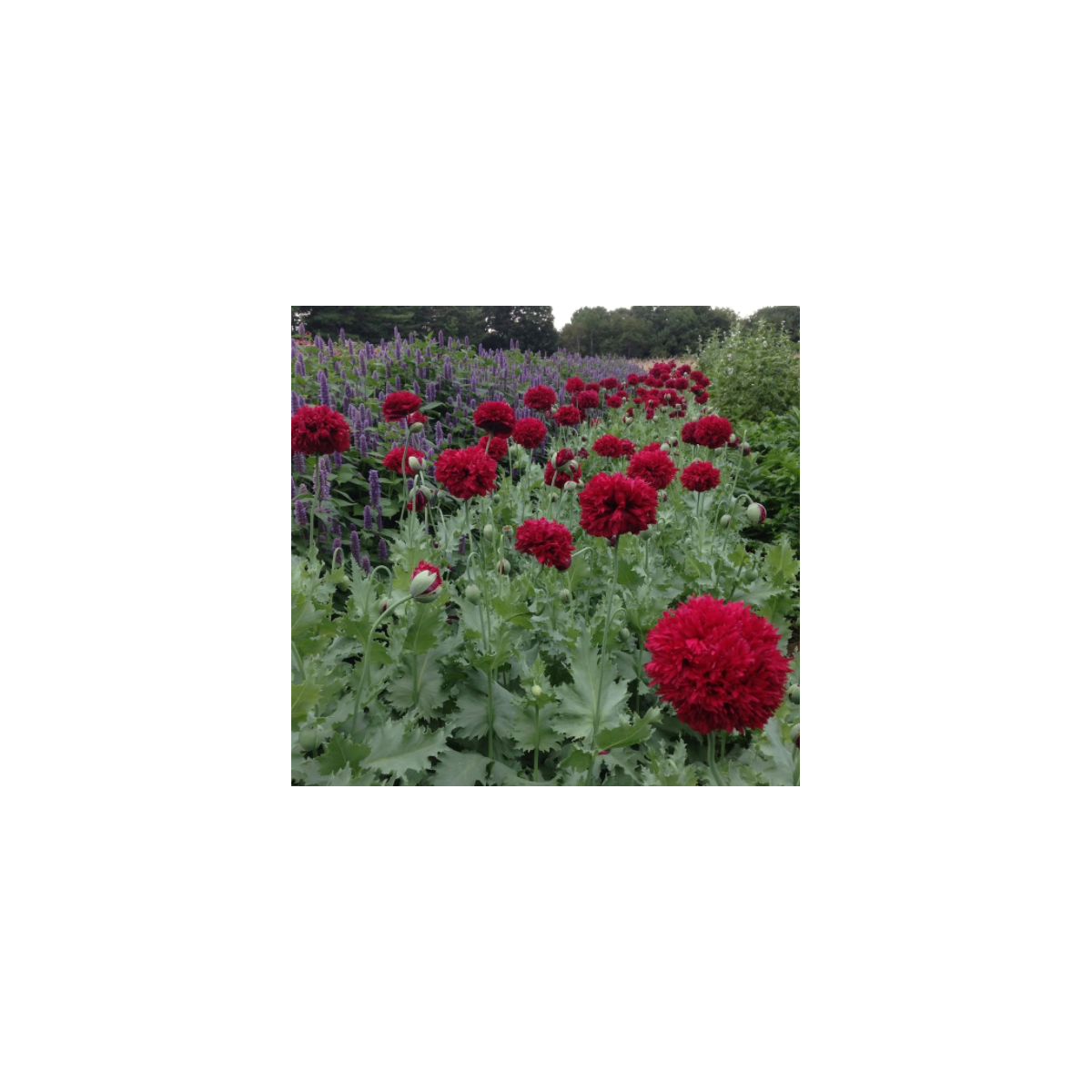 Mak Scarlet Peony - Papaver somniferum - predaj semien - 150 ks