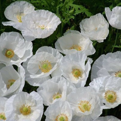 Mak Bridal Silk - Papaver rhoeas - semienka - 150 ks