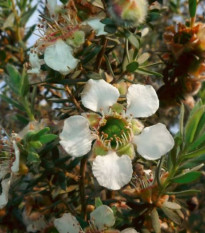 Woolly Tea-Tree - Leptospermum Lanigerum - 20 ks