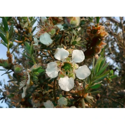 Woolly Tea-Tree - Leptospermum Lanigerum - 20 ks