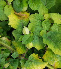 Machovka srienistá Ananas - tomatillo - Physalis pruinosa - semienka - 5 ks