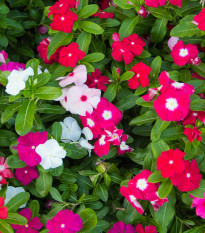 Katarant Mediterranean mix F1 - Catharanthus roseus - predaj semien - 30 ks