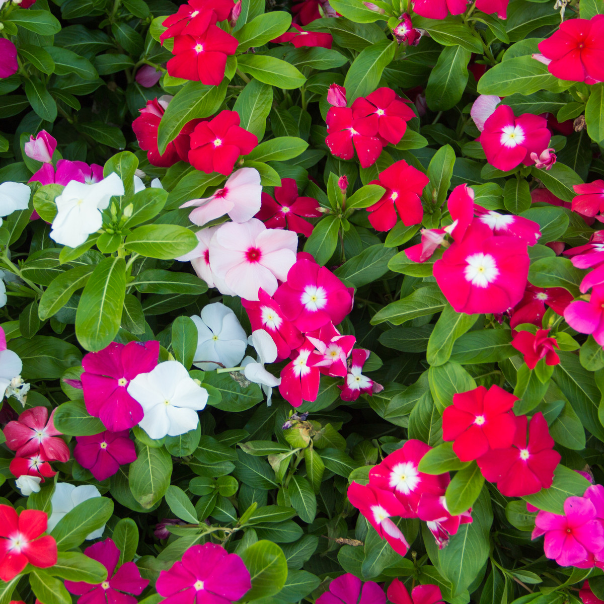 Katarant Mediterranean mix F1 - Catharanthus roseus - predaj semien - 30 ks
