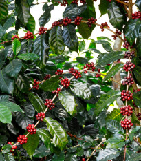 Kávovník arabský Himalaya - Coffea arabica Himalaya - semienka - 15 ks