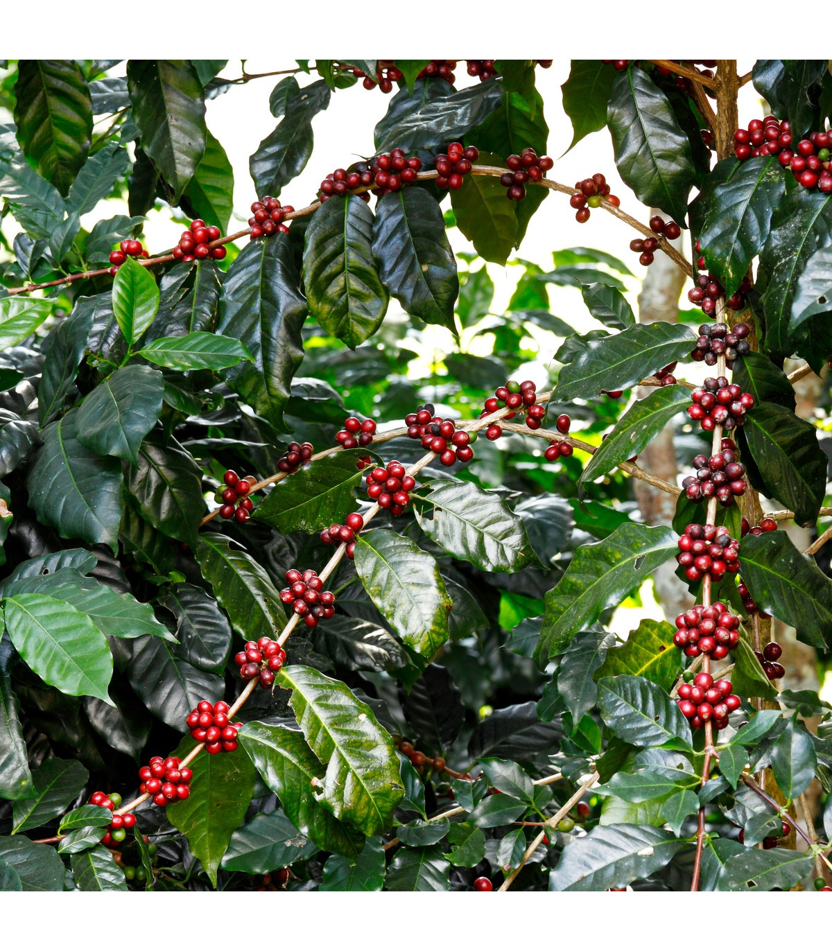 Kávovník arabský Himalaya - Coffea arabica Himalaya - semienka - 5 ks
