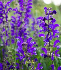 Šalvia lúčna - Salvia pratensis - predaj semien - 150 ks
