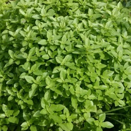 Bazalka Fino verde - bazalka do omáčok -semiačka - 50 ks