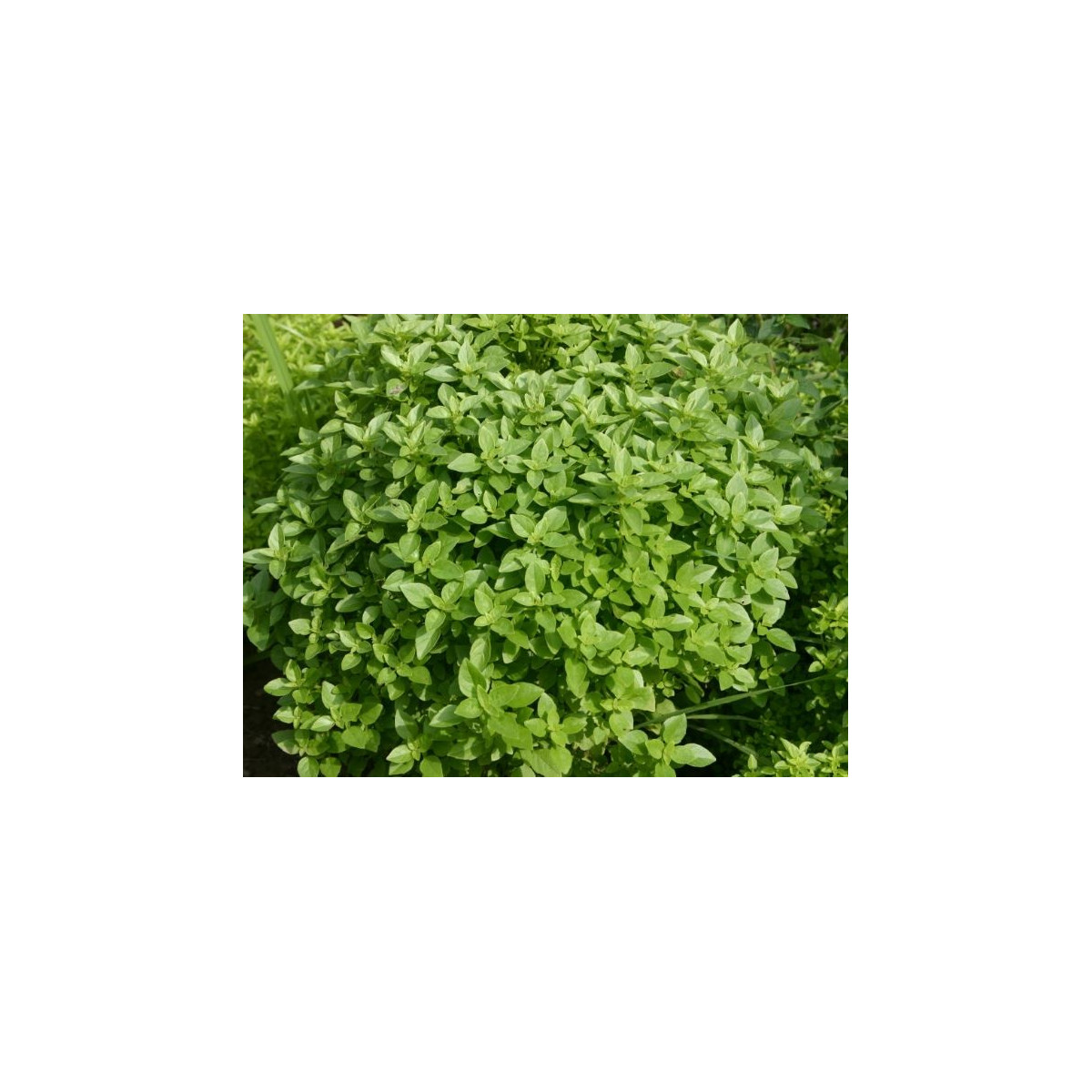 Bazalka Fino verde - bazalka do omáčok -semiačka - 50 ks