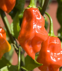 Bio Chilli Habanero oranžové - Capsicum chinense - predaj bio semien - 6 ks